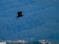 Aguilucho lagunero occidental - Circus aeruginosus - Arpella comuna