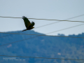 Aguilucho lagunero occidental - Circus aeruginosus - Arpella comuna