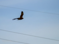Aguilucho lagunero occidental - Circus aeruginosus - Arpella comuna