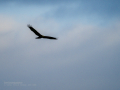 Aguilucho lagunero occidental - Circus aeruginosus - Arpella comuna