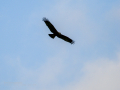Aguilucho lagunero occidental - Circus aeruginosus - Arpella comuna