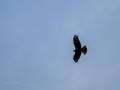 Aguilucho lagunero occidental - Circus aeruginosus - Arpella comuna