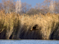 Aguilucho lagunero occidental - Circus aeruginosus - Arpella comuna