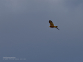 Aguilucho lagunero occidental - Circus aeruginosus - Arpella comuna
