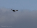 Aguilucho lagunero occidental - Circus aeruginosus - Arpella comuna
