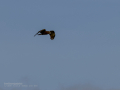 Aguilucho lagunero occidental - Circus aeruginosus - Arpella comuna