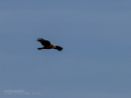 Aguilucho lagunero occidental - Circus aeruginosus - Arpella comuna
