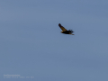 Aguilucho lagunero occidental - Circus aeruginosus - Arpella comuna