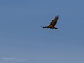 Aguilucho lagunero occidental - Circus aeruginosus - Arpella comuna