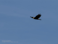 Aguilucho lagunero occidental - Circus aeruginosus - Arpella comuna