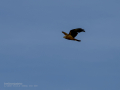 Aguilucho lagunero occidental - Circus aeruginosus - Arpella comuna
