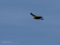 Aguilucho lagunero occidental - Circus aeruginosus - Arpella comuna