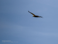 Aguilucho lagunero occidental - Circus aeruginosus - Arpella comuna