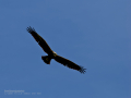 Aguilucho lagunero occidental - Circus aeruginosus - Arpella comuna