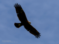 Aguilucho lagunero occidental - Circus aeruginosus - Arpella comuna