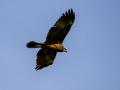 Aguilucho lagunero occidental - Circus aeruginosus - Arpella comuna