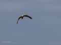 Aguilucho lagunero occidental - Circus aeruginosus - Arpella comuna