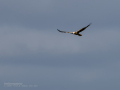 Aguilucho lagunero occidental - Circus aeruginosus - Arpella comuna