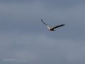 Aguilucho lagunero occidental - Circus aeruginosus - Arpella comuna