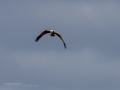 Aguilucho lagunero occidental - Circus aeruginosus - Arpella comuna