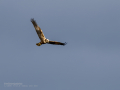 Aguilucho lagunero occidental - Circus aeruginosus - Arpella comuna