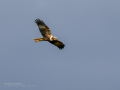 Aguilucho lagunero occidental - Circus aeruginosus - Arpella comuna