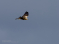 Aguilucho lagunero occidental - Circus aeruginosus - Arpella comuna