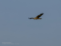 Aguilucho lagunero occidental - Circus aeruginosus - Arpella comuna