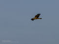 Aguilucho lagunero occidental - Circus aeruginosus - Arpella comuna