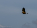Aguilucho lagunero occidental - Circus aeruginosus - Arpella comuna
