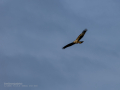 Aguilucho lagunero occidental - Circus aeruginosus - Arpella comuna