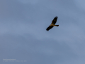 Aguilucho lagunero occidental - Circus aeruginosus - Arpella comuna