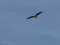 Aguilucho lagunero occidental - Circus aeruginosus - Arpella comuna