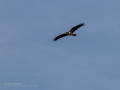 Aguilucho lagunero occidental - Circus aeruginosus - Arpella comuna