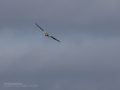 Aguilucho lagunero occidental - Circus aeruginosus - Arpella comuna