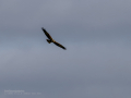 Aguilucho lagunero occidental - Circus aeruginosus - Arpella comuna