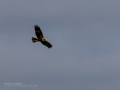 Aguilucho lagunero occidental - Circus aeruginosus - Arpella comuna
