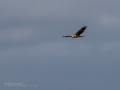 Aguilucho lagunero occidental - Circus aeruginosus - Arpella comuna