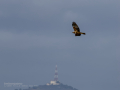 Aguilucho lagunero occidental - Circus aeruginosus - Arpella comuna