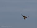Aguilucho lagunero occidental - Circus aeruginosus - Arpella comuna