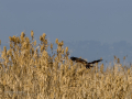 Aguilucho lagunero occidental - Circus aeruginosus - Arpella comuna
