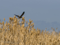 Aguilucho lagunero occidental - Circus aeruginosus - Arpella comuna
