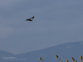 Aguilucho lagunero occidental - Circus aeruginosus - Arpella comuna