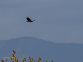 Aguilucho lagunero occidental - Circus aeruginosus - Arpella comuna