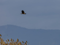 Aguilucho lagunero occidental - Circus aeruginosus - Arpella comuna