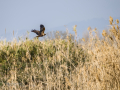 Aguilucho lagunero occidental - Circus aeruginosus - Arpella comuna