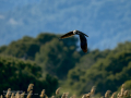 Aguilucho lagunero occidental - Circus aeruginosus - Arpella comuna