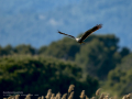 Aguilucho lagunero occidental - Circus aeruginosus - Arpella comuna