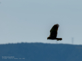Aguilucho lagunero occidental - Circus aeruginosus - Arpella comuna