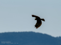 Aguilucho lagunero occidental - Circus aeruginosus - Arpella comuna